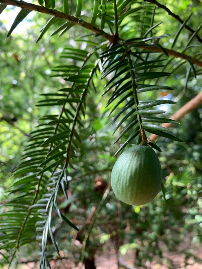 Torreya nucifera