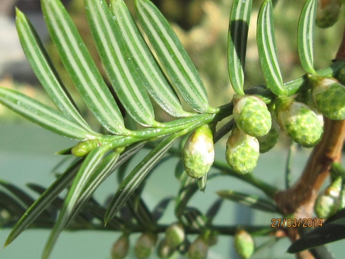 Pseudotaxus chienii