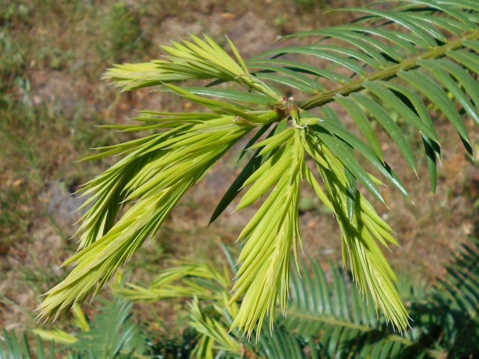 Wollemia nobilis