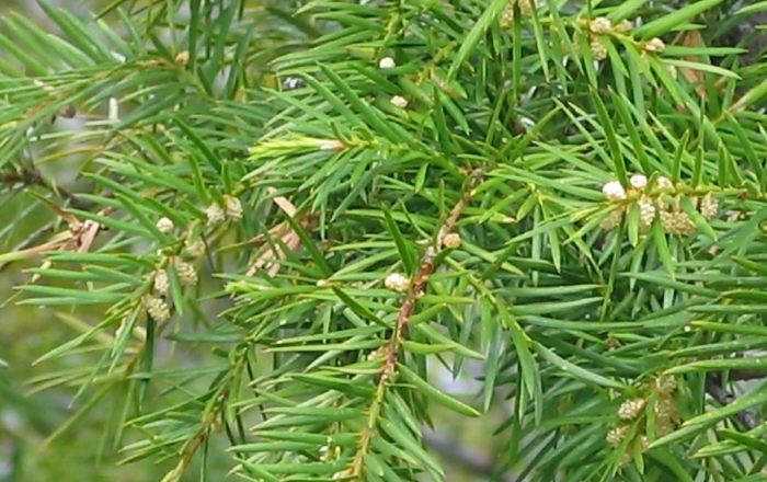 Можжевельник rigida