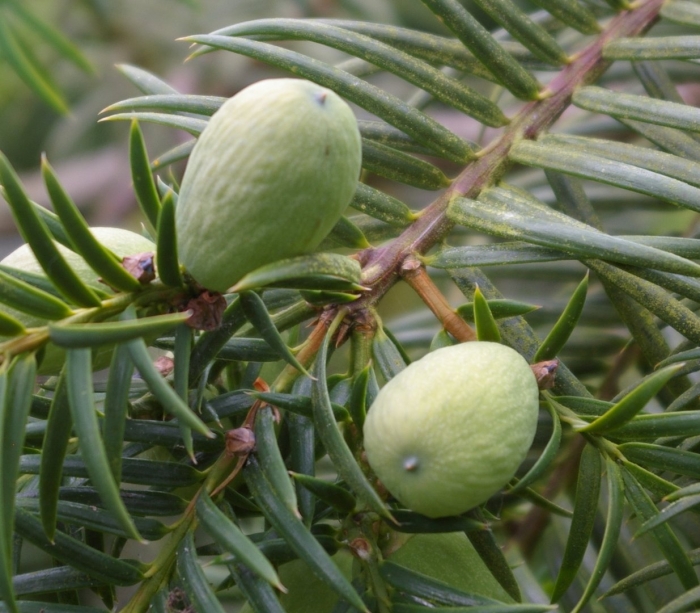 Торрея орехоносная