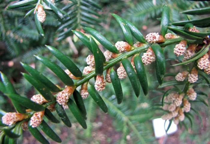 Тисс taxus baccata