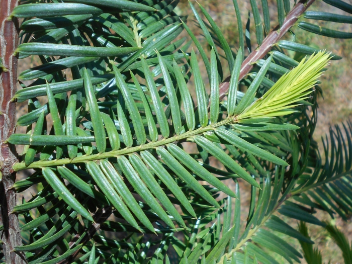 Taxus baccata anna