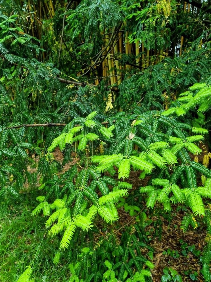 Пихта великая abies grandis