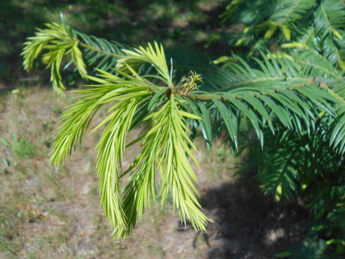 Метасеквойя глиптостробусовая