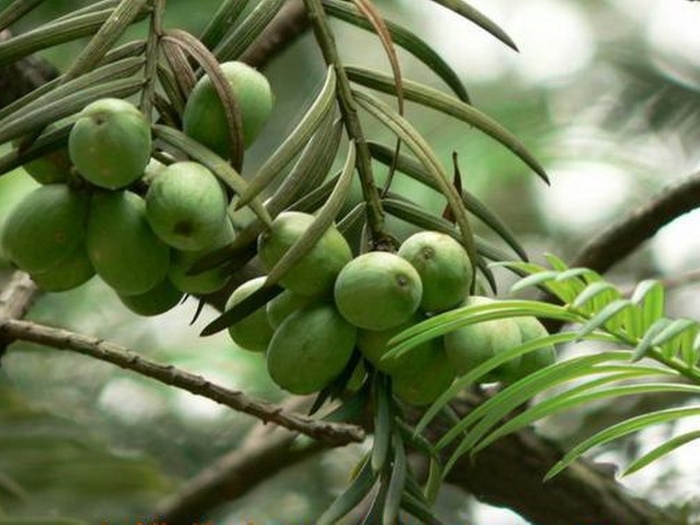 Cephalotaxus oliveri
