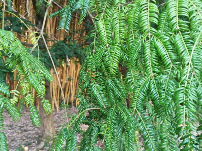 Cunninghamia lanceolata