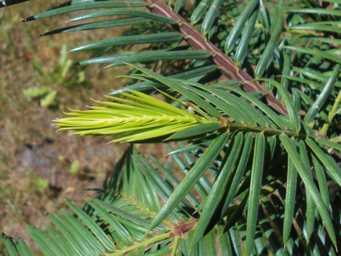 Torreya californica
