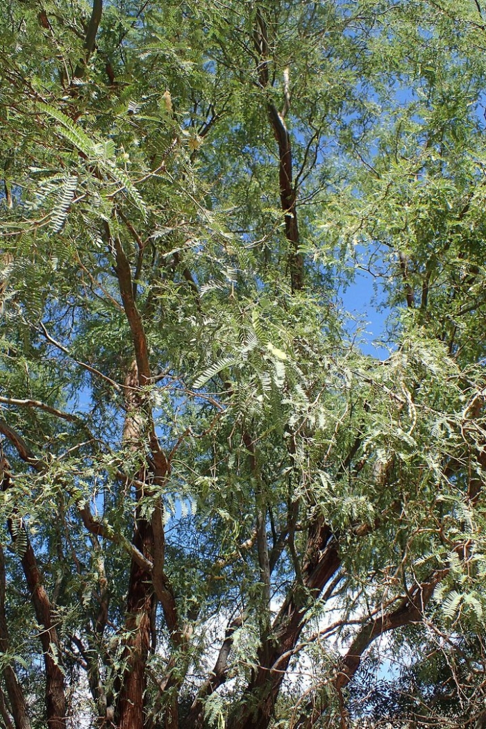 Prosopis glandulosa