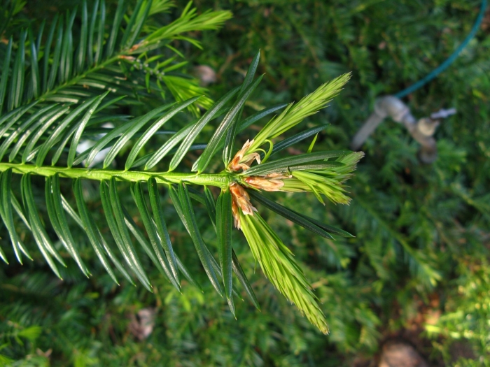 Cunninghamia lanceolata