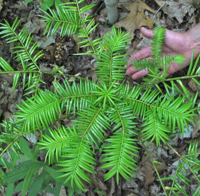 Torreya taxifolia