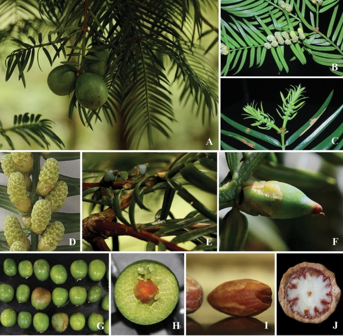 Торрея орехоносная