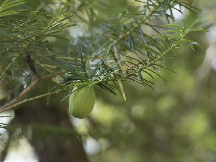 Torreya californica