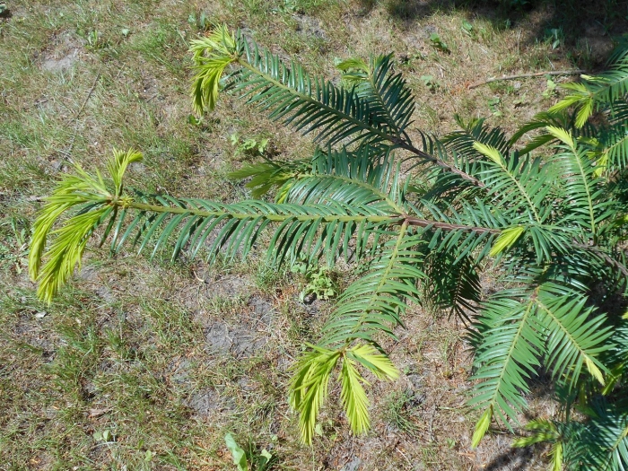 Torreya californica