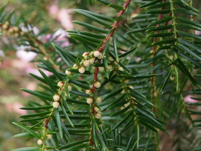 Taxus baccata l.