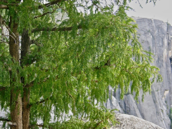 Cupressus nootkatensis