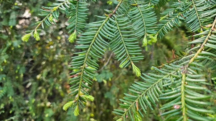 Taxus brevifolia