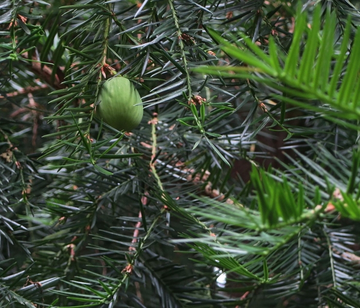 Torreya tree