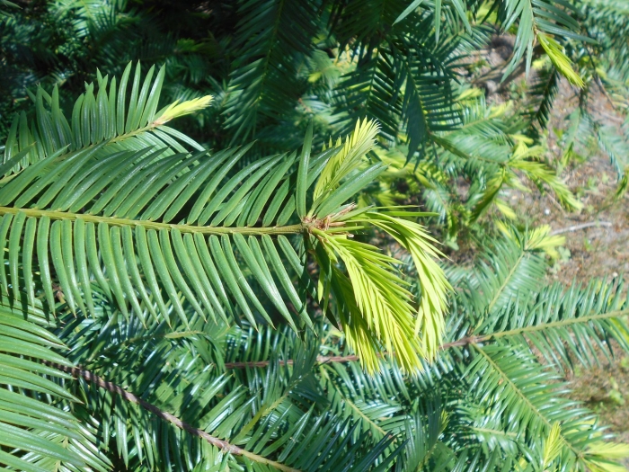 Торрея орехоносная