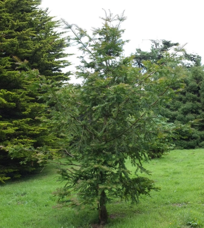 Псевдотсуга мензиса дугласия
