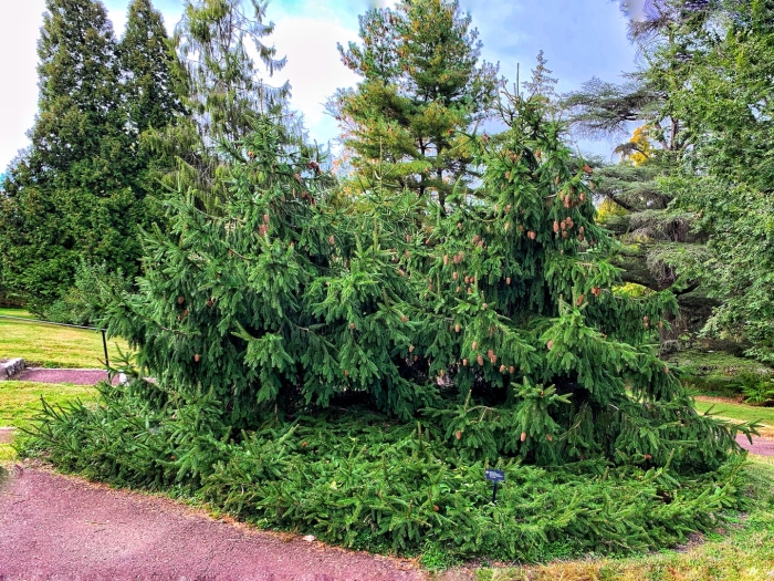 Ель обыкновенная акрокона