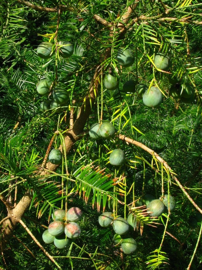 Torreya taxifolia