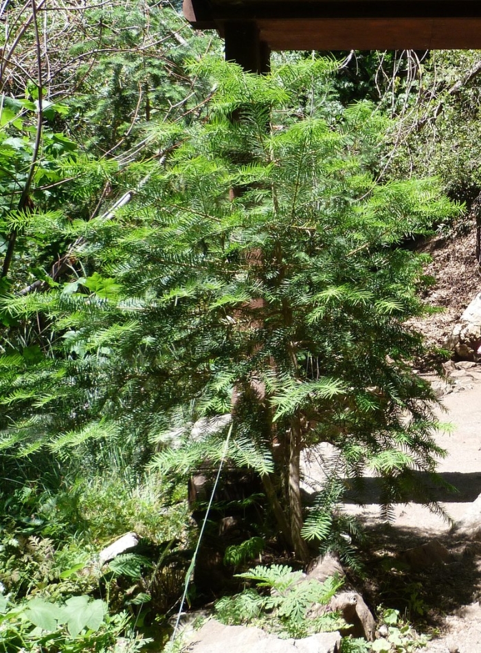 Araucaria heterophylla