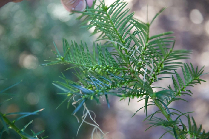 Torreya taxifolia