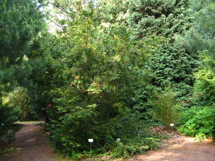 Chamaecyparis obtusa 'crippsii'