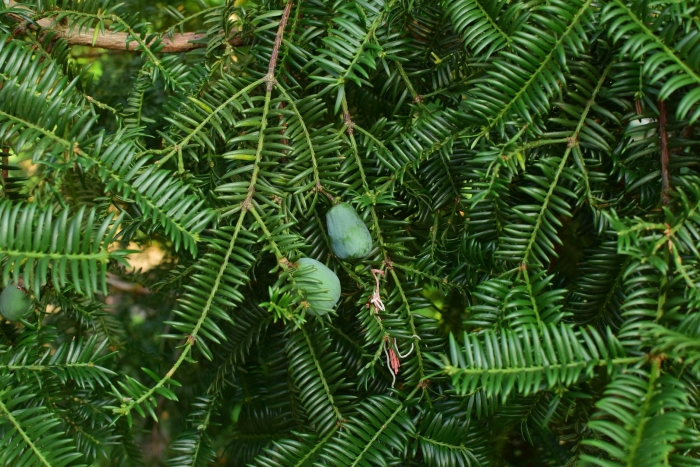 Cephalotaxus harringtonia