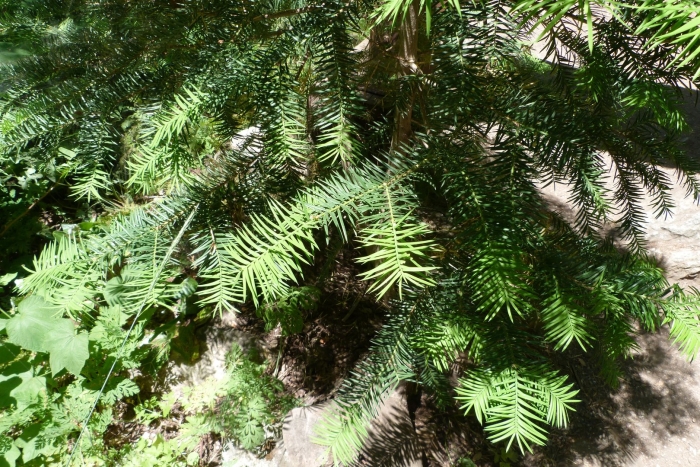 Пихта сибирская (ábies sibírica)