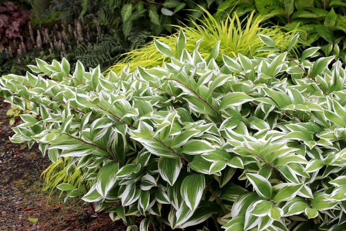 Хоста антиох (hosta antioch)