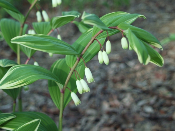 Polygonatum odoratum