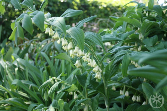 Купена polygonatum