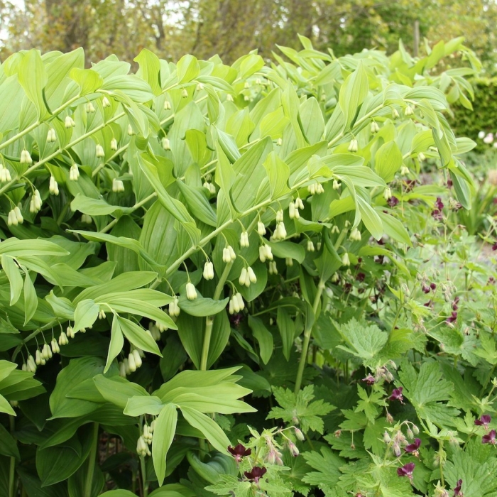 Купена многоцветковая (polygonátum multiflórum)