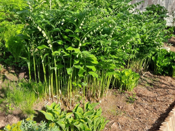 Купена куст