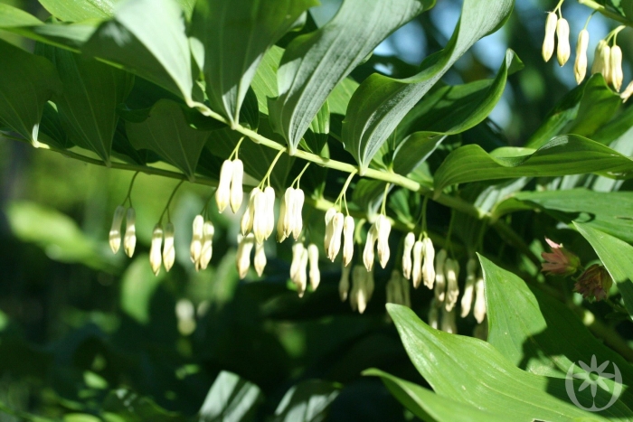 Купена (polygonatum)