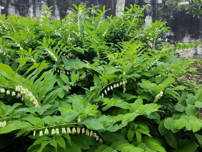 Купена садовый ландыш