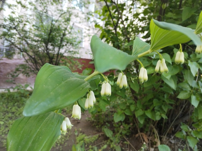 Купена душистая ядовитое растение