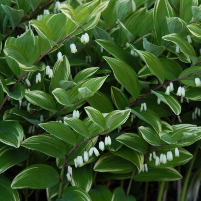 Купена вариегатная