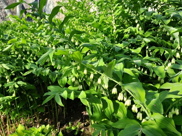 Купена polygonatum