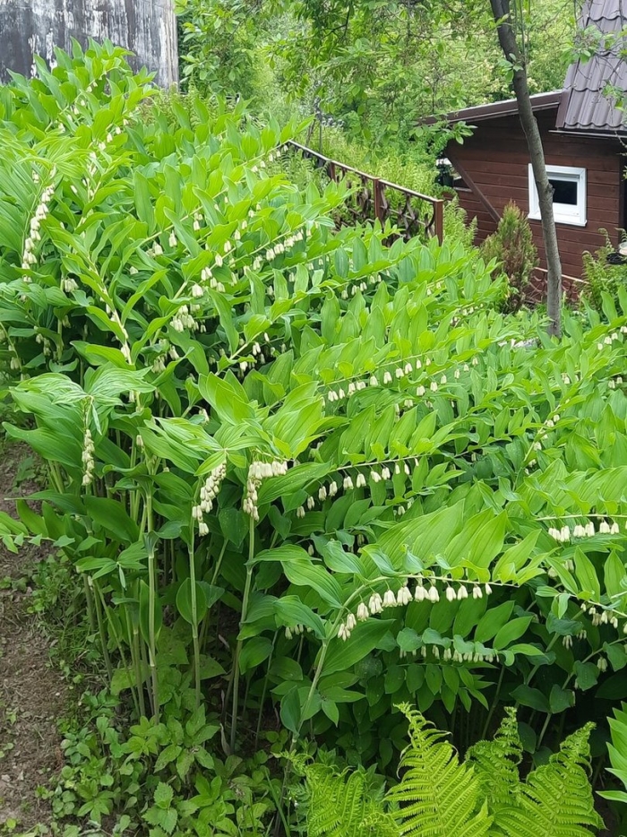 Купена душистая ядовитая