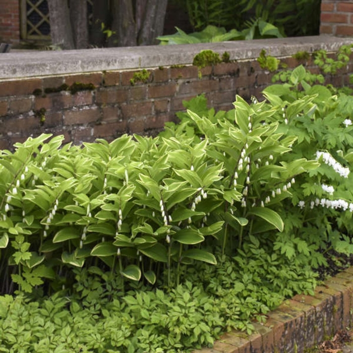 Купена на клумбе