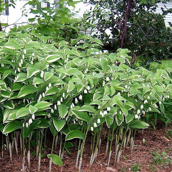 Polygonatum odoratum variegatum