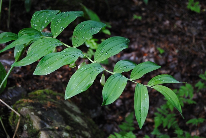 Купена polygonatum