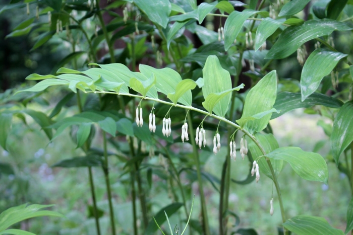 Купена polygonatum
