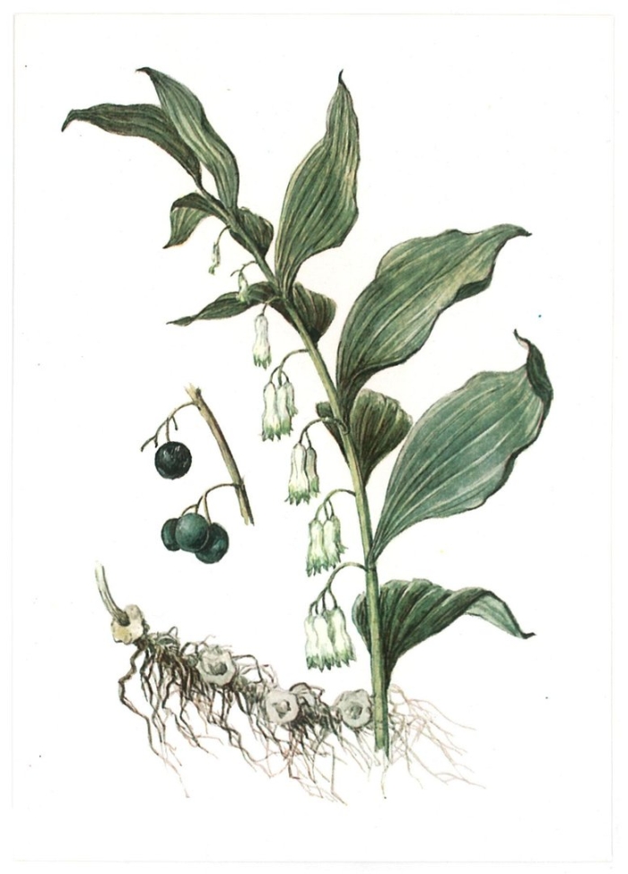 Купена многоцветковая ботаника