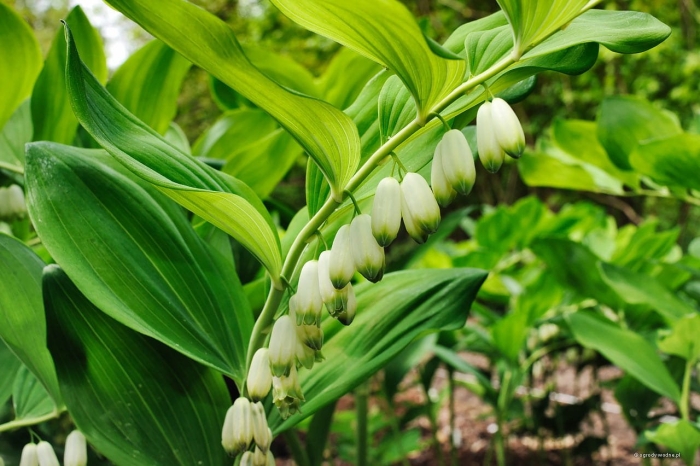 Купена лекарственная