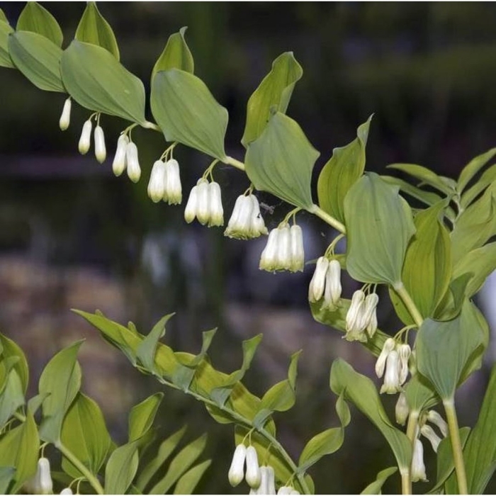 Королевский ландыш купена
