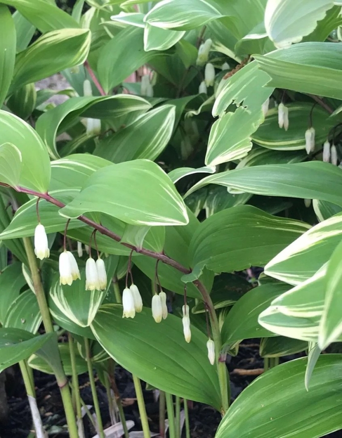 Polygonatum falcatum variegatum